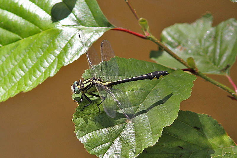 Gomphus vulgatissimus (Common Clubtail) male 2.JPG